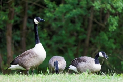 Canada goose