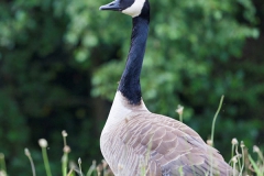 Canada goose