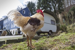 Proud cock