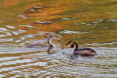 Great Crested Grebe
