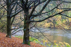 Autumn on the riverside