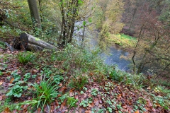 in the woods near Müngsten
