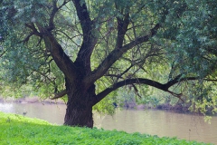 Tree near the mouth