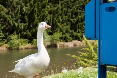 Goose