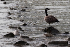 Canada goose