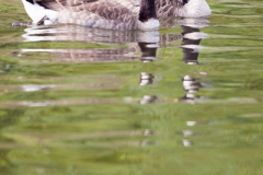Canada goose