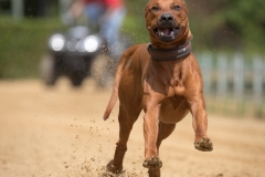 Every-Dog-Race 2019