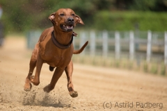 Every-Dog-Race 2019