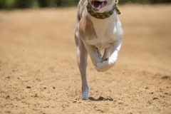 Jeder-Hund-Rennen 2019