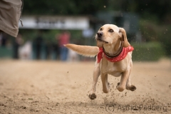 Every-Dog-Race 2019