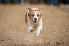 Every-Dog-Race 20199