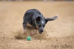Every-Dog-Race 2019