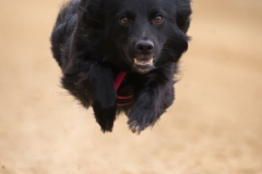Jeder-Hund-Rennen 2019