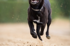 Jeder-Hund-Rennen 2019