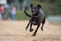 Jeder-Hund-Rennen 2019