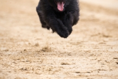 Jeder-Hund-Rennen 2019