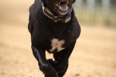 Jeder-Hund-Rennen 2019