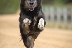 Jeder-Hund-Rennen 2019