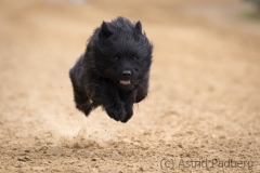 Jeder-Hund-Rennen 2019