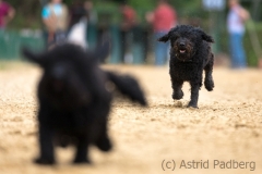 Jeder-Hund-Rennen 2019