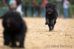 Jeder-Hund-Rennen 2019