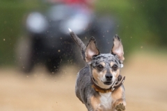 Every-Dog-Race 2019
