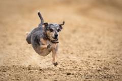 Every-Dog-Race 2019