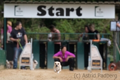 Every-Dog-Race 2019