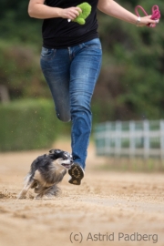 Jeder-Hund-Rennen 2019