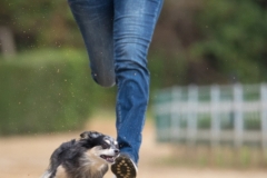 Jeder-Hund-Rennen 2019