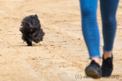 Jeder-Hund-Rennen 2019