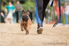 Jeder-Hund-Rennen 2019