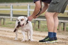 Jeder-Hund-Rennen 2019