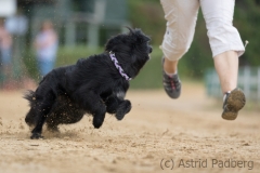 Jeder-Hund-Rennen 2019