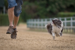 Jeder-Hund-Rennen 2019