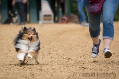 Jeder-Hund-Rennen 2019