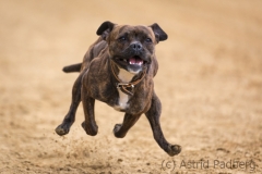 Jeder-Hund-Rennen 2019
