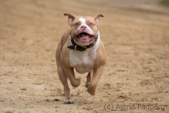 Jeder-Hund-Rennen 2019