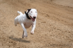 Jeder-Hund-Rennen 2019