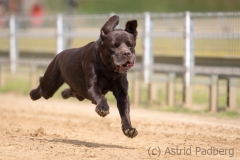 Jeder-Hund-Rennen 2019