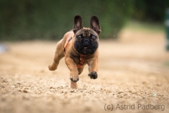 Jeder-Hund-Rennen 2019