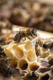 Honeymaker (c) Astrid Padberg