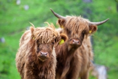 We go for a Walk (c) Astrid Padberg