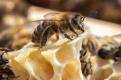 Honeymaker (c) Astrid Padberg