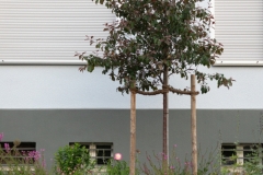 German front yard