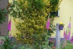 German front yard
