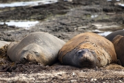 Southern elephant seal, Falkland Islands