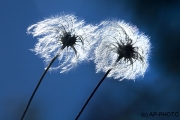 Blowballs, Slowenia