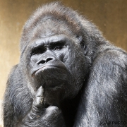 Gorilla