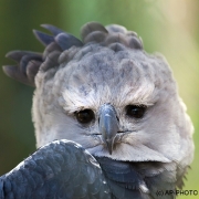 Harpy